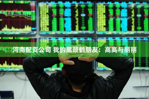 河南配资公司 我的黑颈鹤朋友：高高与丽丽